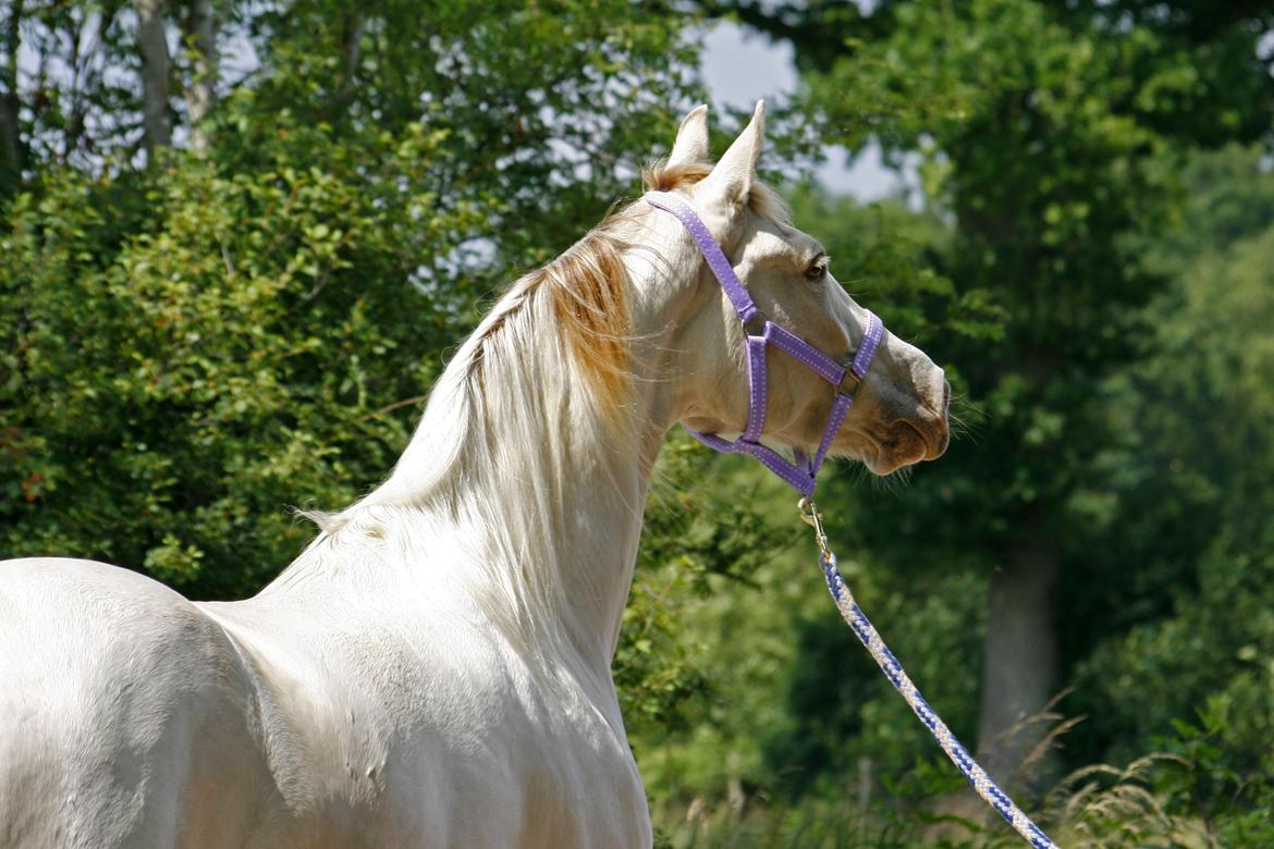 Tennessee Walker | Pearl of Justice - Pearl i Tyskland - Fotograf: Joveno Foto billede 12