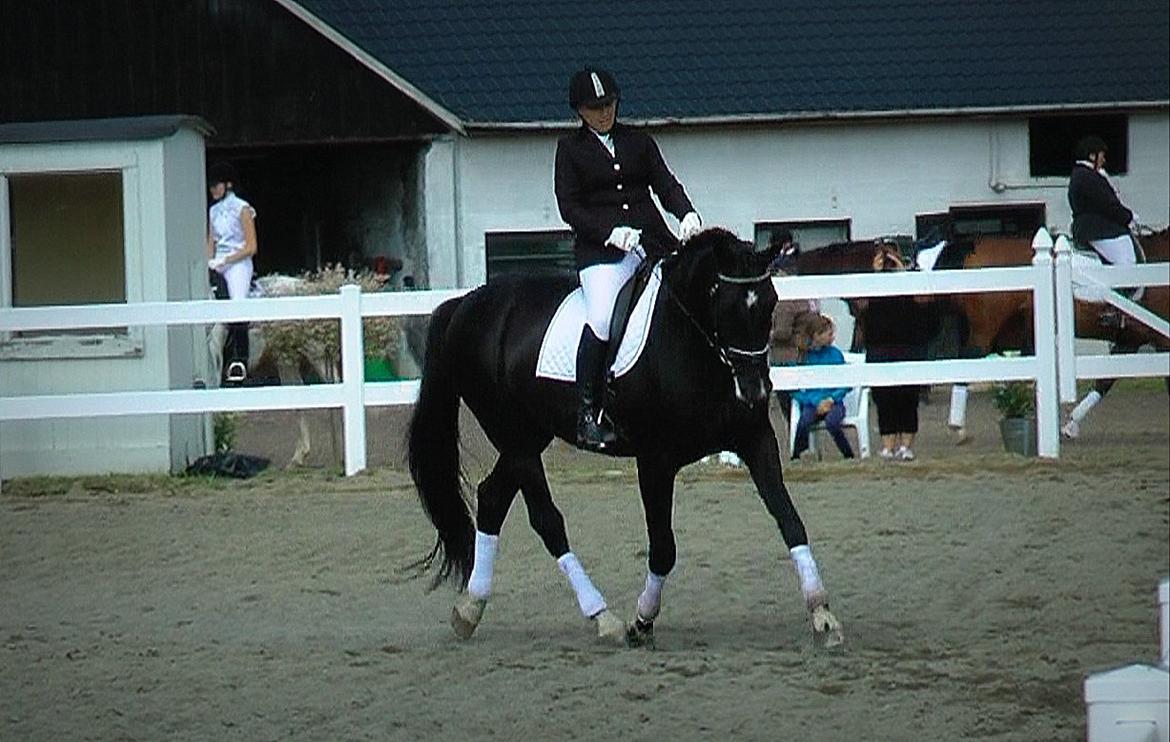 Dansk Varmblod Schaløer billede 4