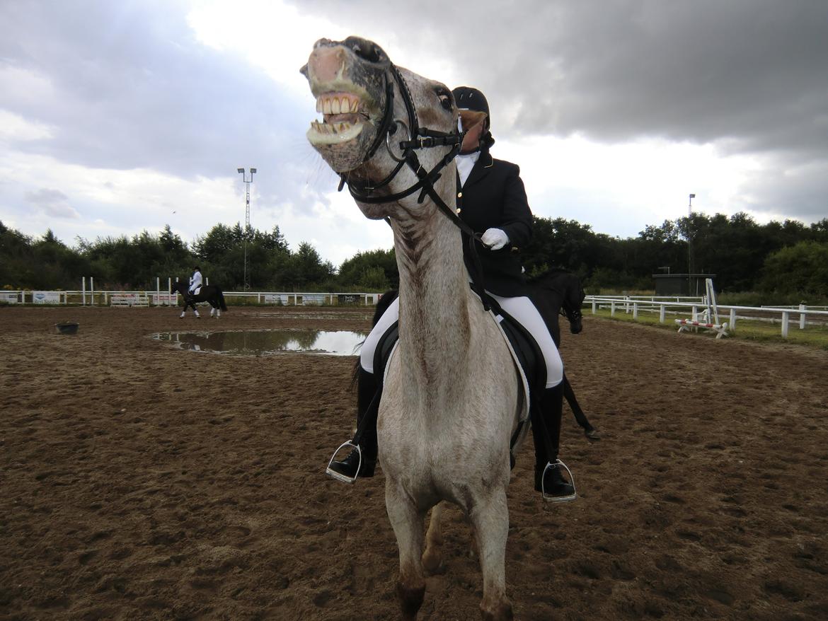Anden særlig race Tempo Max billede 3