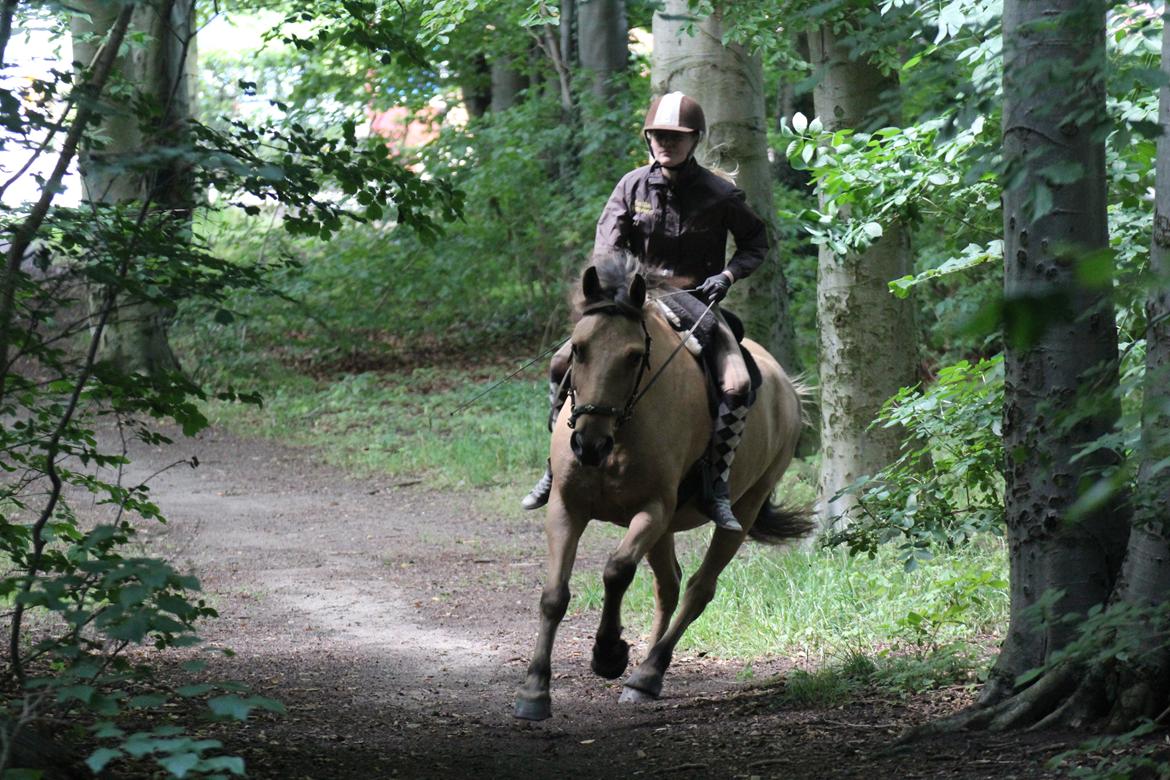 Anden særlig race Momrik [Min baby] - 5 August 2012 ~ En skøn galop i skoven♥ (Foto: Mie Busk Vedel) billede 15