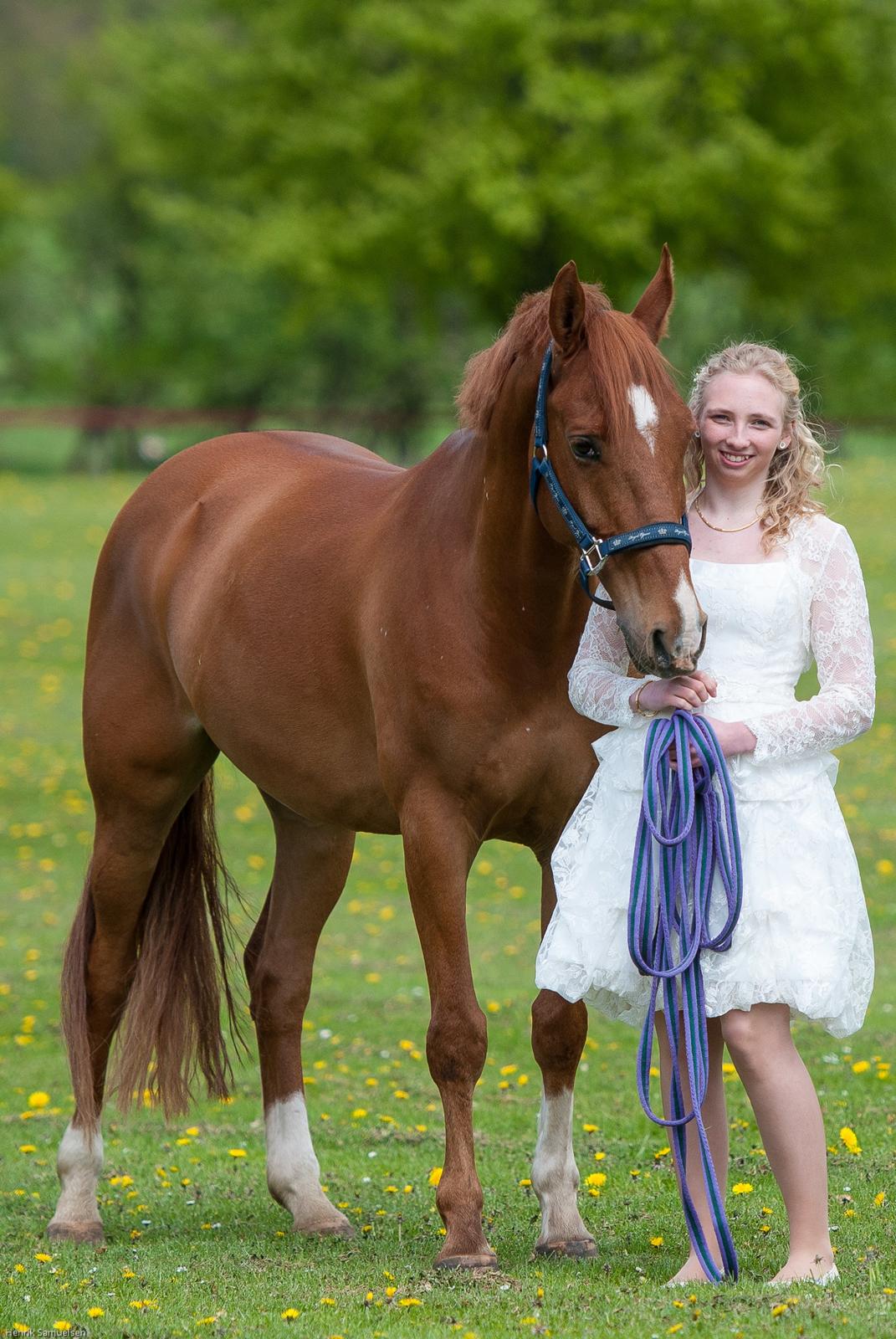Welsh Pony (sec B) Konijenpad Rambo B-PONY - Min konfirmation 6 Maj:) billede 3