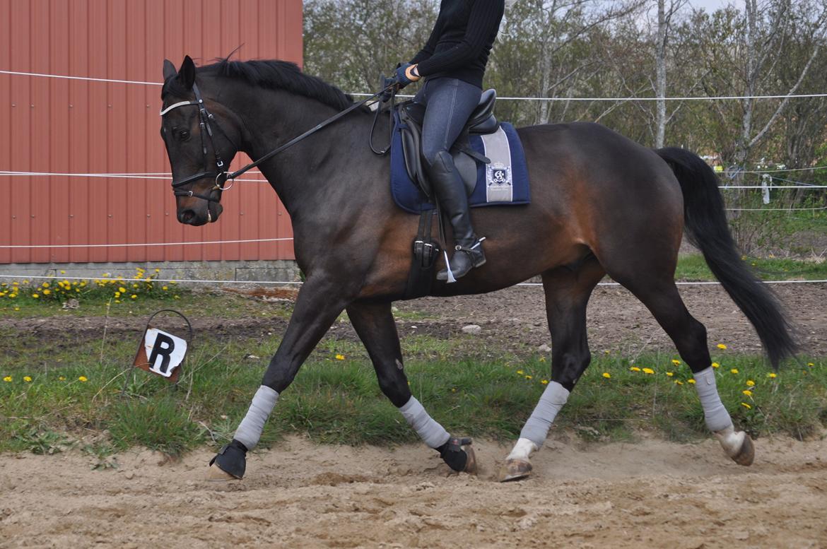 Hollandsk Varmblod Zoran billede 17