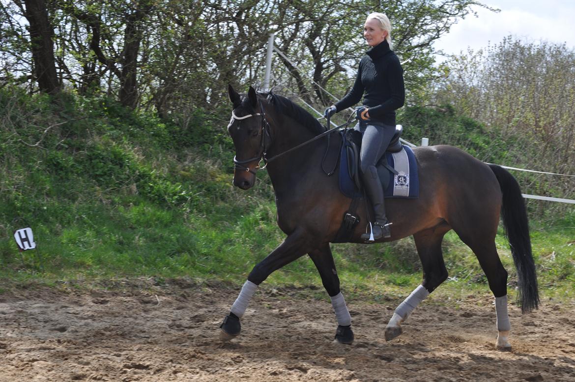 Hollandsk Varmblod Zoran billede 18