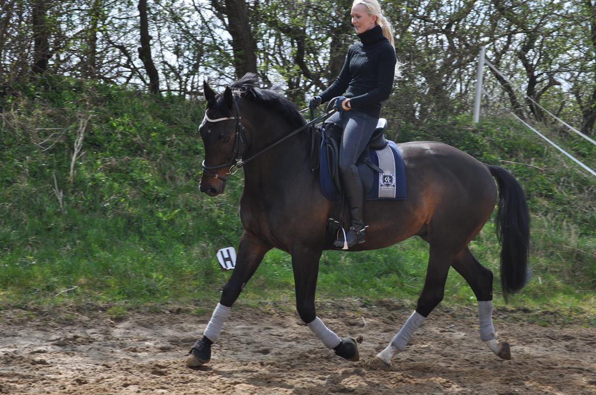 Hollandsk Varmblod Zoran billede 19