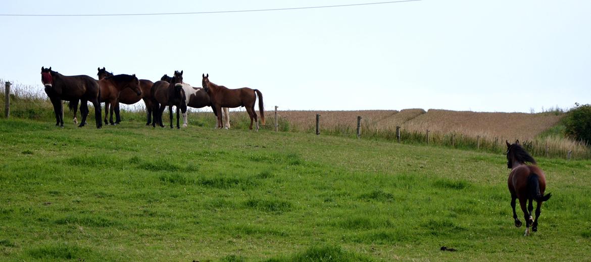 Anden særlig race TASJA - 5 august 2012. - Tasja er på vej op til flokken, efter en skøn ridetur!  billede 11