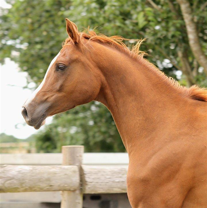Arabisk fuldblod (OX) JB Bafana ** SOLGT ** billede 6