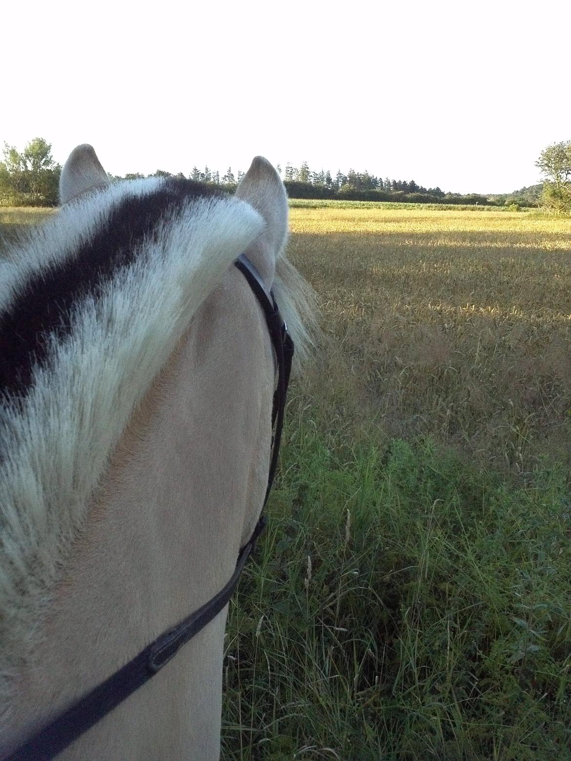 Fjordhest KIRSTINE VÅRBY - 5/8 2012. Vores første lille skovtur og så helt alene! billede 10
