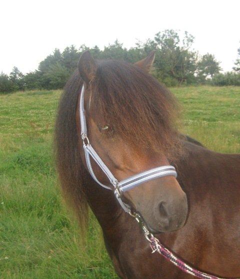 Dartmoor Cayberry Dark Gale billede 7