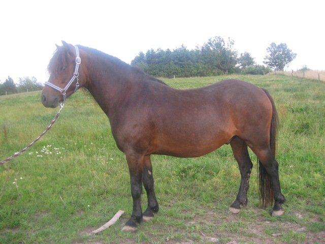 Dartmoor Cayberry Dark Gale billede 9