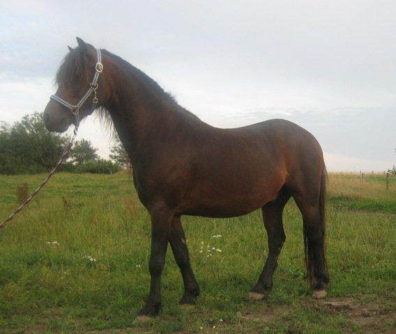 Dartmoor Cayberry Dark Gale billede 8