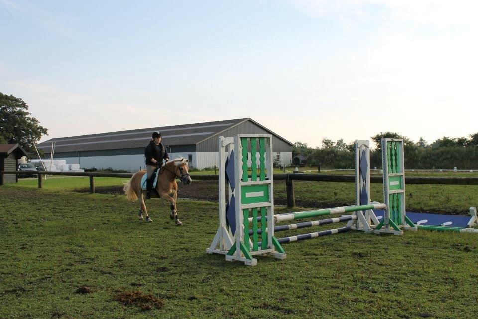 Haflinger Luna billede 13