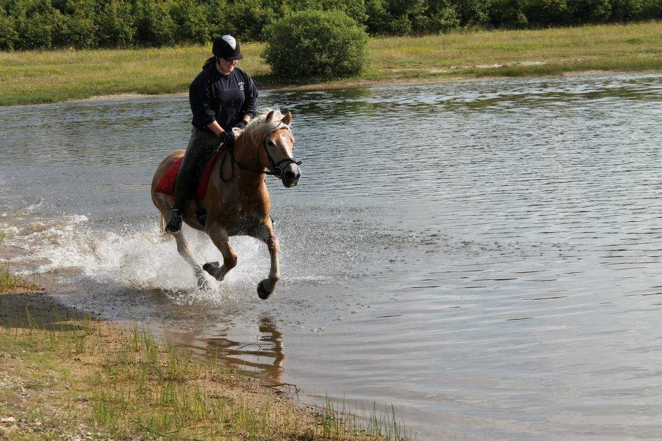 Haflinger Luna billede 14