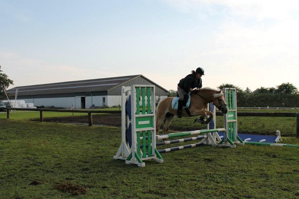 Haflinger Luna billede 15