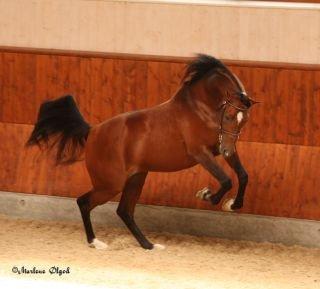 Arabisk fuldblod (OX) MB Karatt billede 15