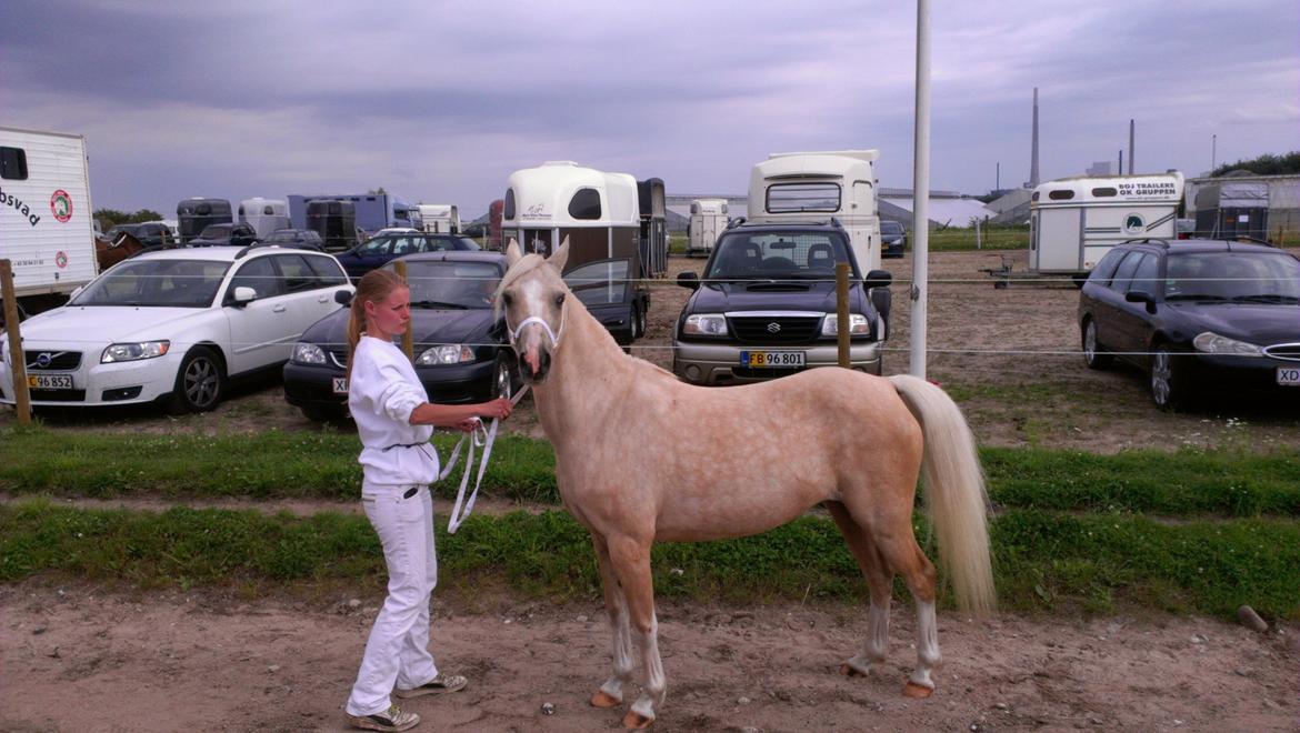 Welsh Partbred (Sec F) Amigo Tusindfryd "Fryd" - Welsh kåring 2012 billede 1