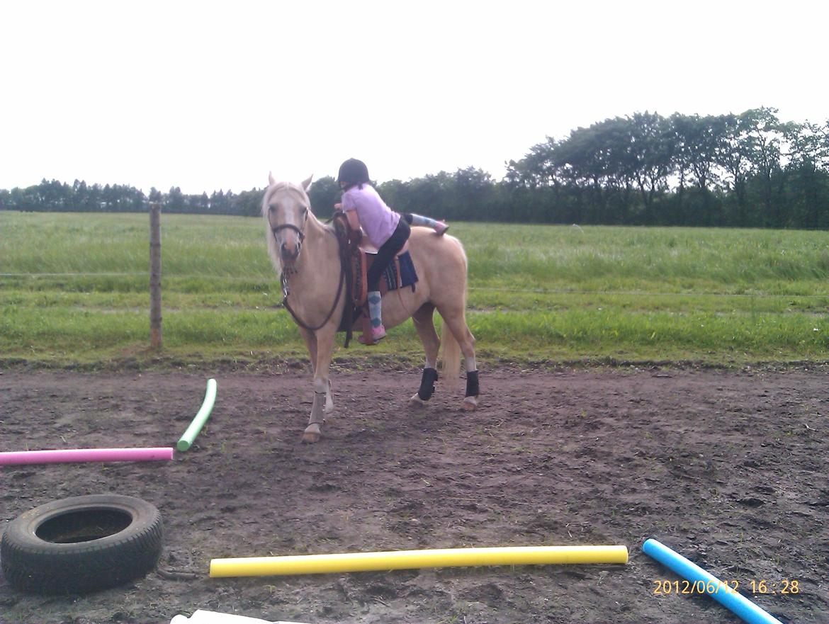 Welsh Partbred (Sec F) Amigo Tusindfryd "Fryd" - Først skal man kunne bestige hesten. (Olivia øver) billede 13