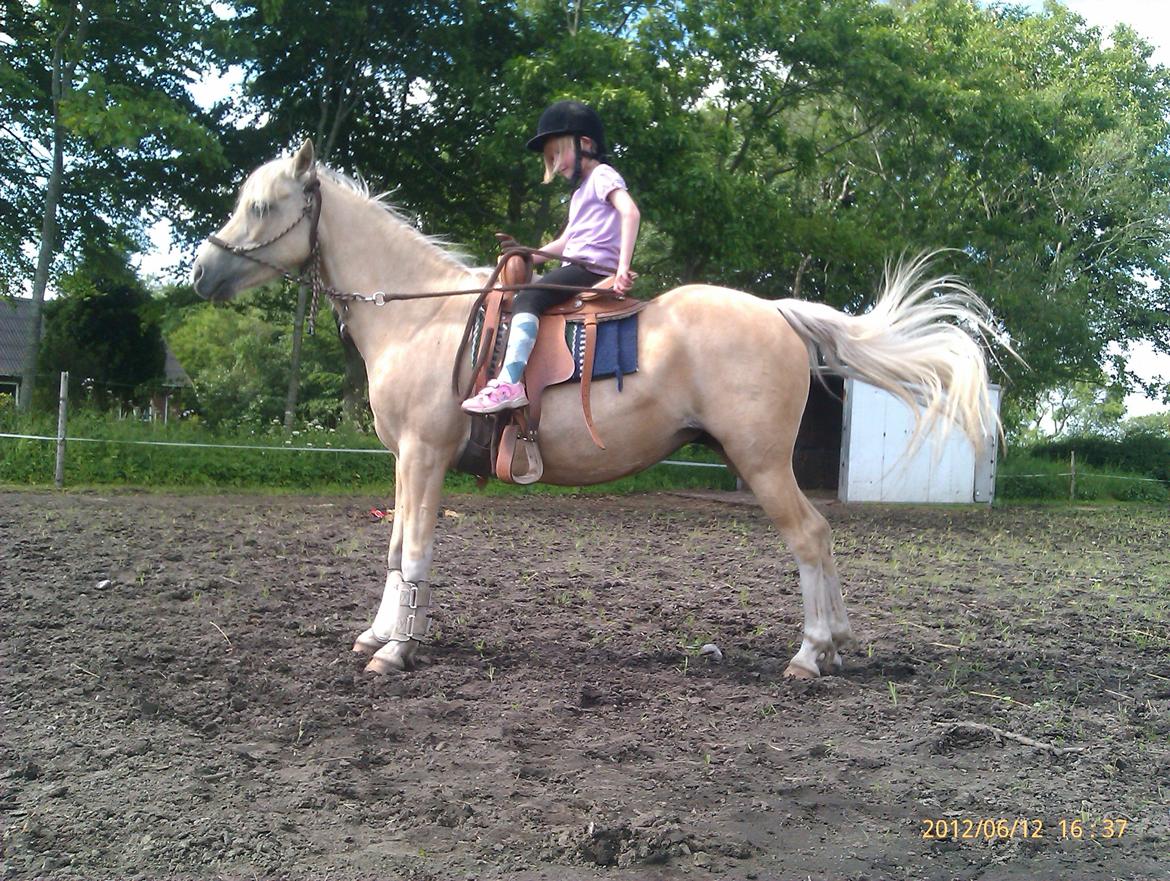 Welsh Partbred (Sec F) Amigo Tusindfryd "Fryd" - Så gælder det hygge med ponygames og lidt små triks billede 14