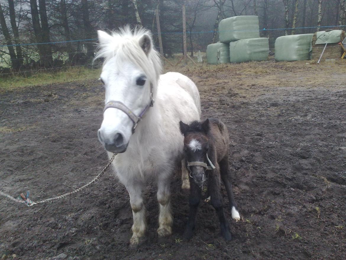 Anden særlig race Dollargirl´s Lucky *R.i.p* - Lucky og hendes føl Casanova Januar 2009. billede 8