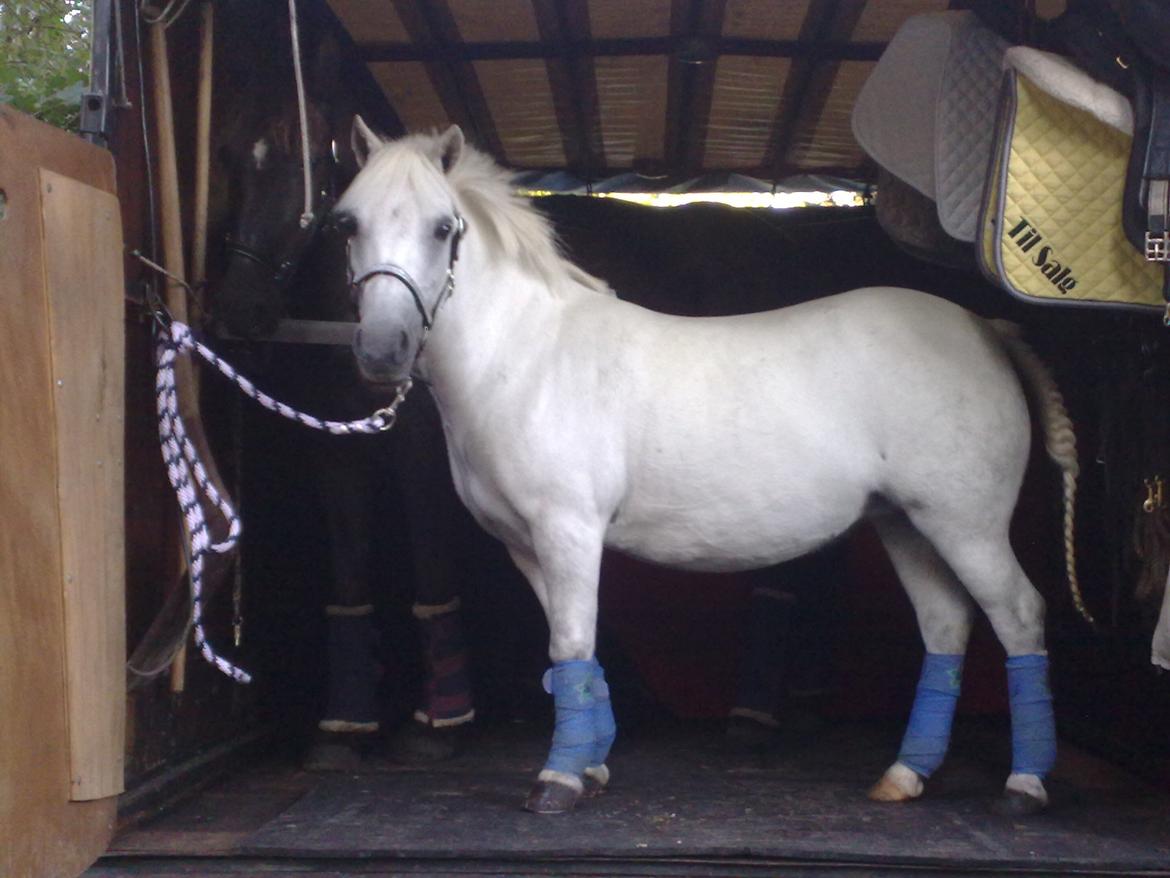 Anden særlig race Dollargirl´s Lucky *R.i.p* - Lucky i lastbilen på vej til stævne. billede 12