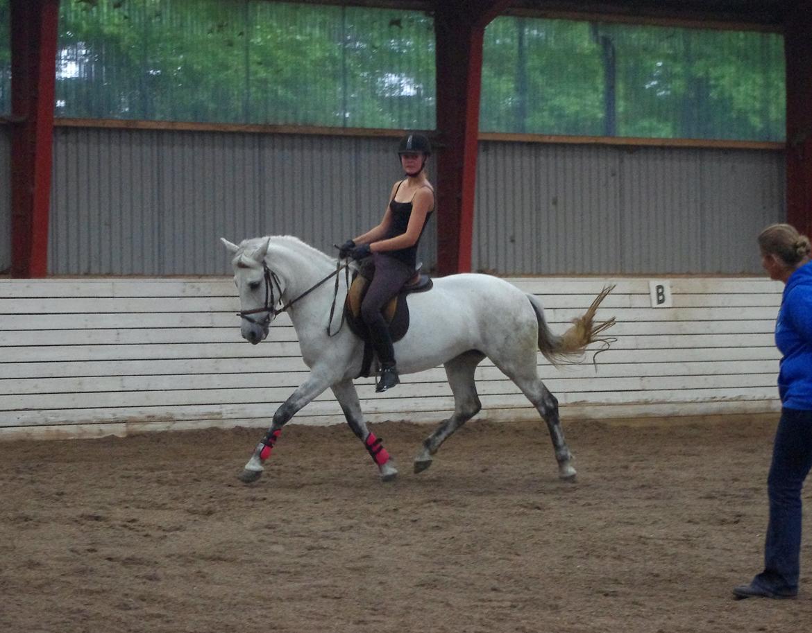 Anden særlig race Jessie billede 12