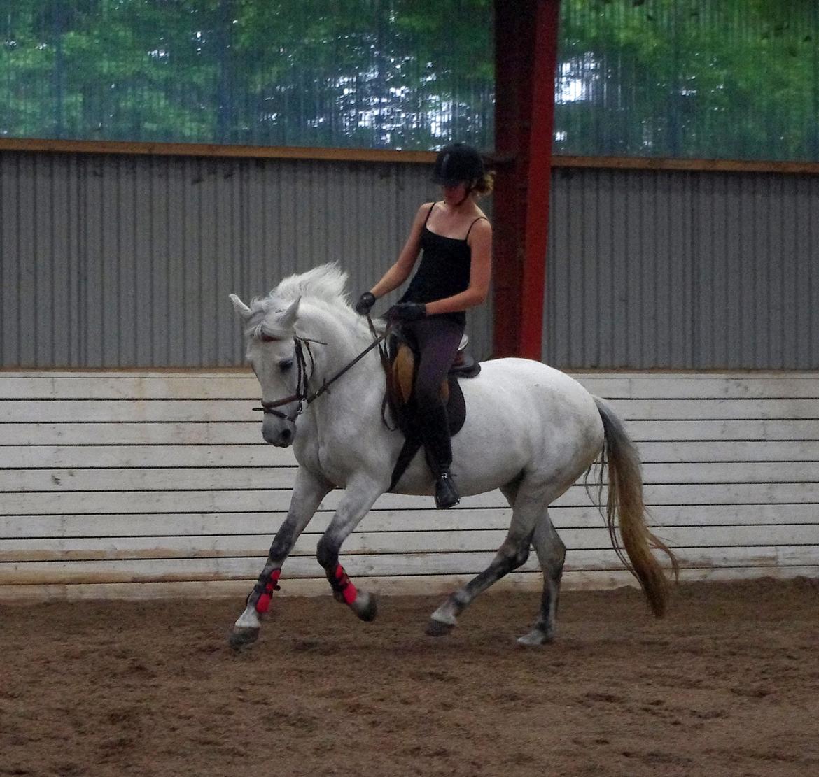 Anden særlig race Jessie billede 13