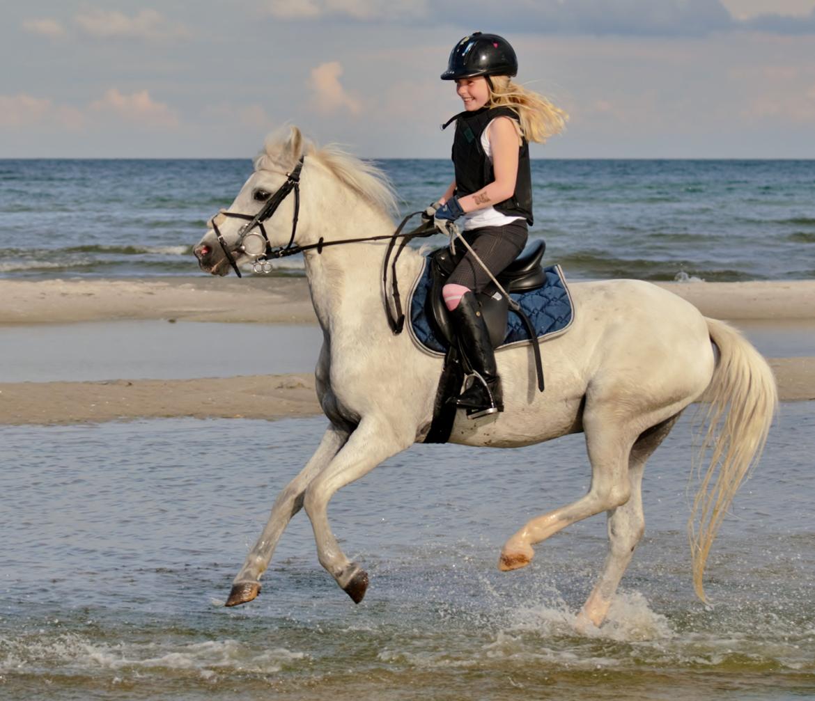 Welsh Pony (sec B) Fjordager Demsy - En herlig galop på stranden billede 11