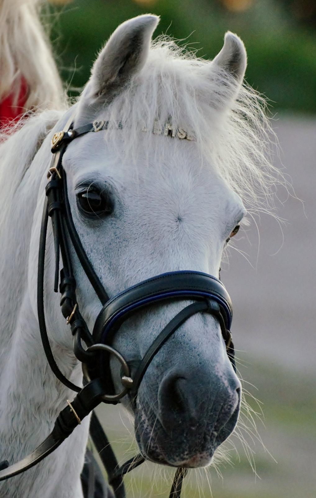 Welsh Pony (sec B) Fjordager Demsy billede 12
