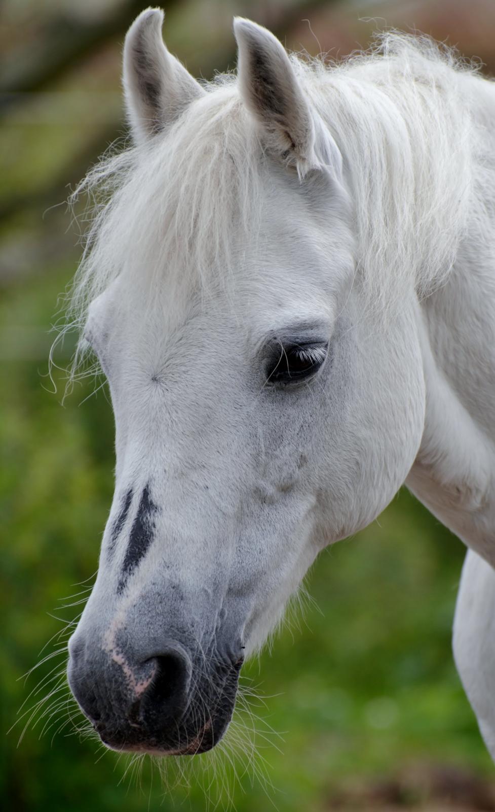 Welsh Pony (sec B) Fjordager Demsy - Min Skønne dejlige pony Demsy velkommen til hans profil :o) billede 1
