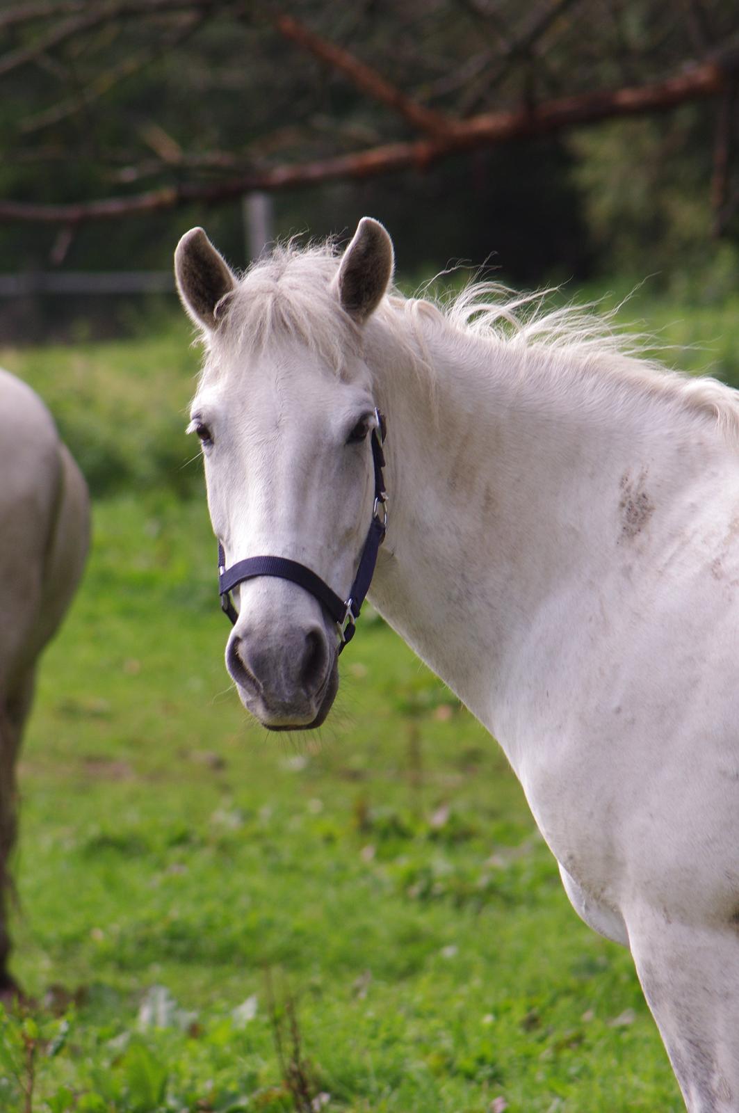 Anden særlig race Jessie billede 1