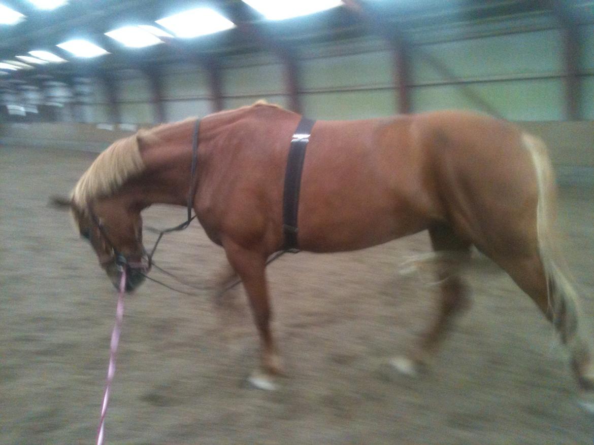 Frederiksborg Bakkegårds Nathasja billede 9