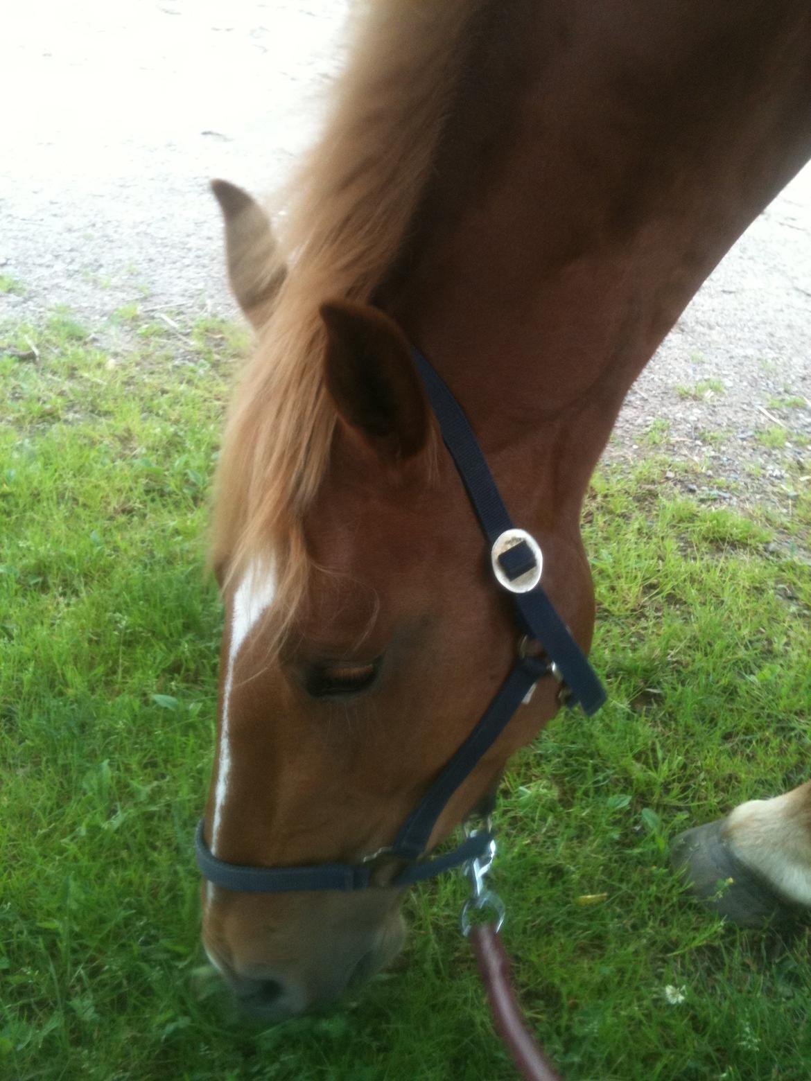 Frederiksborg Bakkegårds Nathasja billede 10