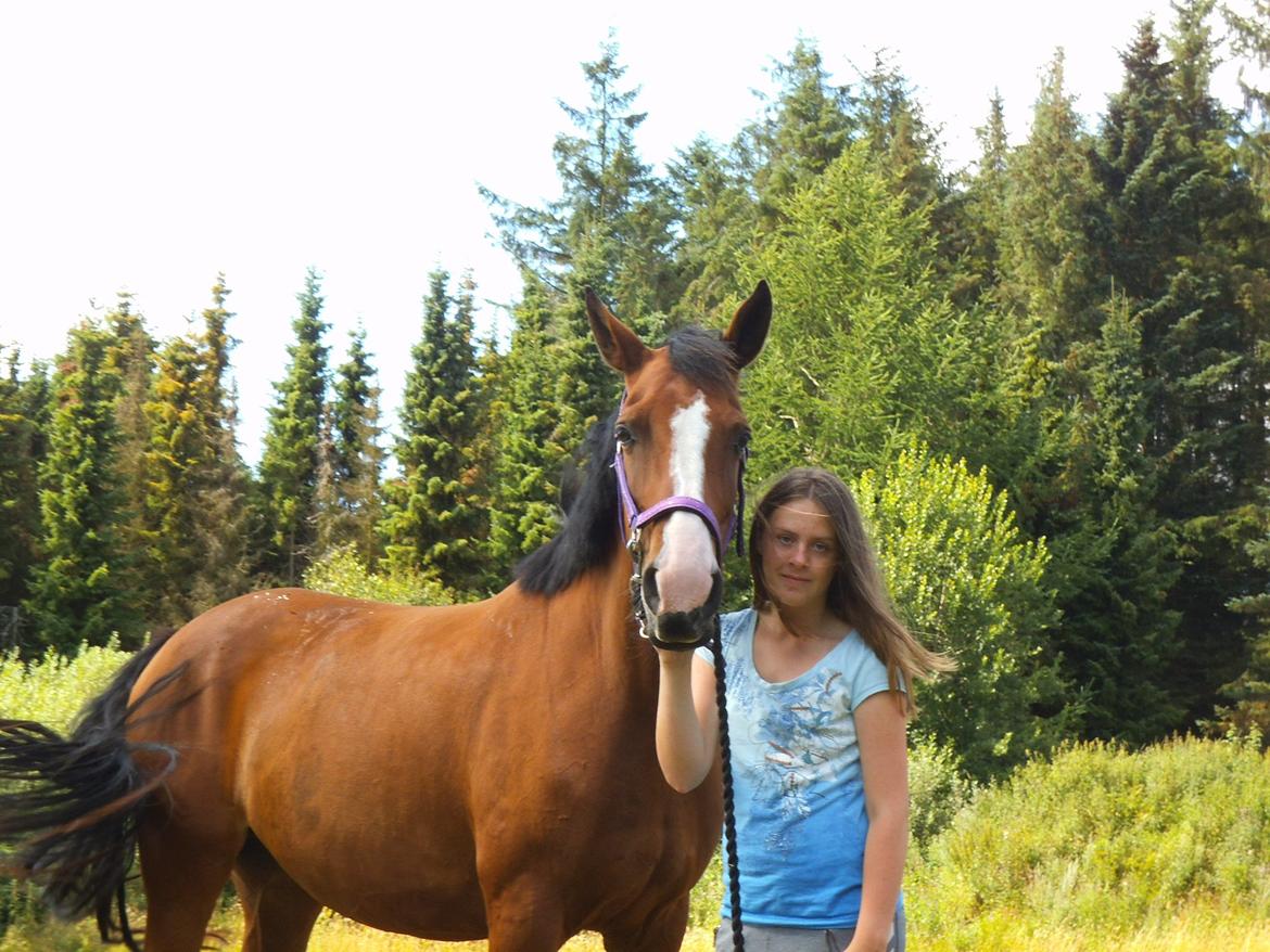 Dansk Varmblod Naci A Temprano" Min fremtid"<3 billede 12