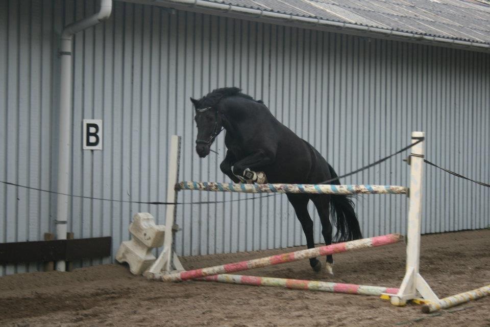 Anden særlig race Felix - Løsspring med Felix
August 2012 billede 13