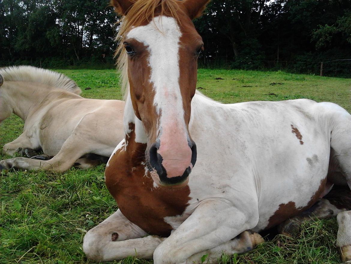 Anden særlig race Jasmin - Mor mødte op til en træt Jasmin :) Hehe .. <3 billede 14
