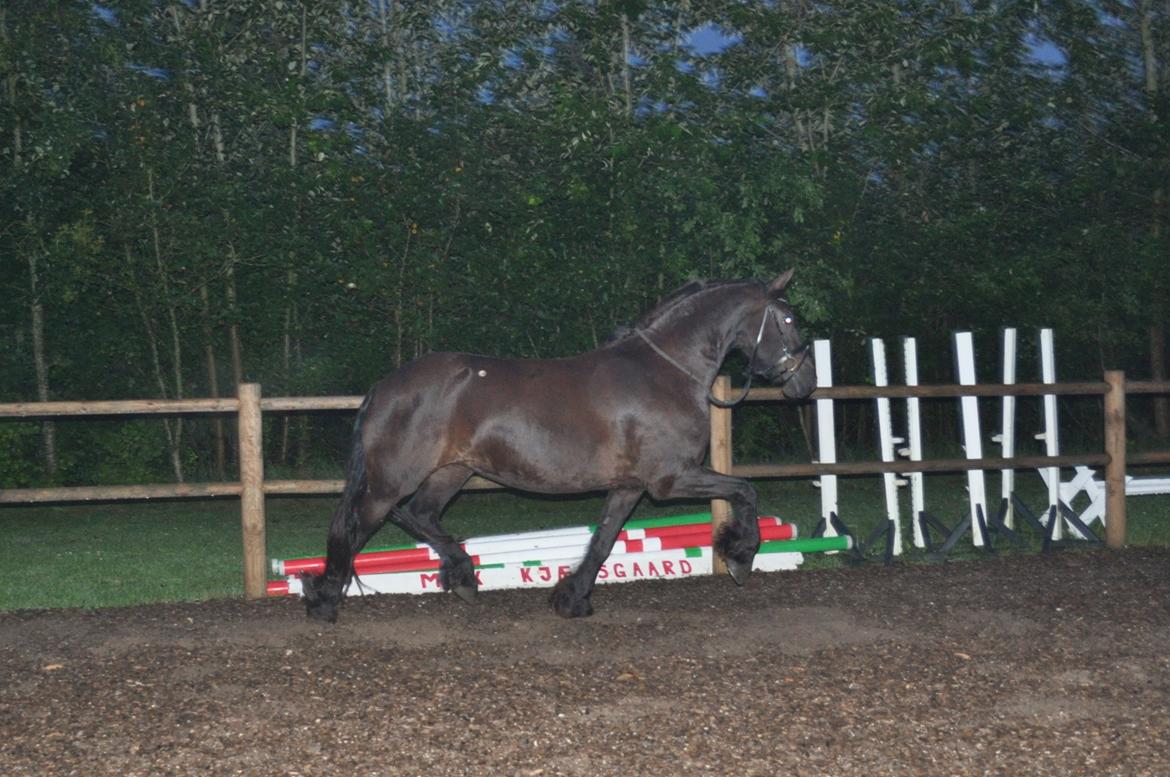 Frieser AKKE FAN DE SLACHTEDYK (Red og passede) - Løs på ridebanen inden dressurtræning uden sadel :) 5. august 2012 billede 17