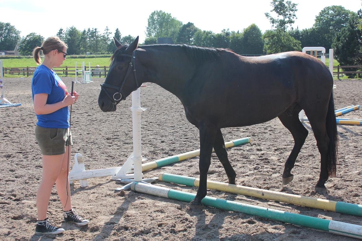 Oldenborg Sorél af Dano billede 6