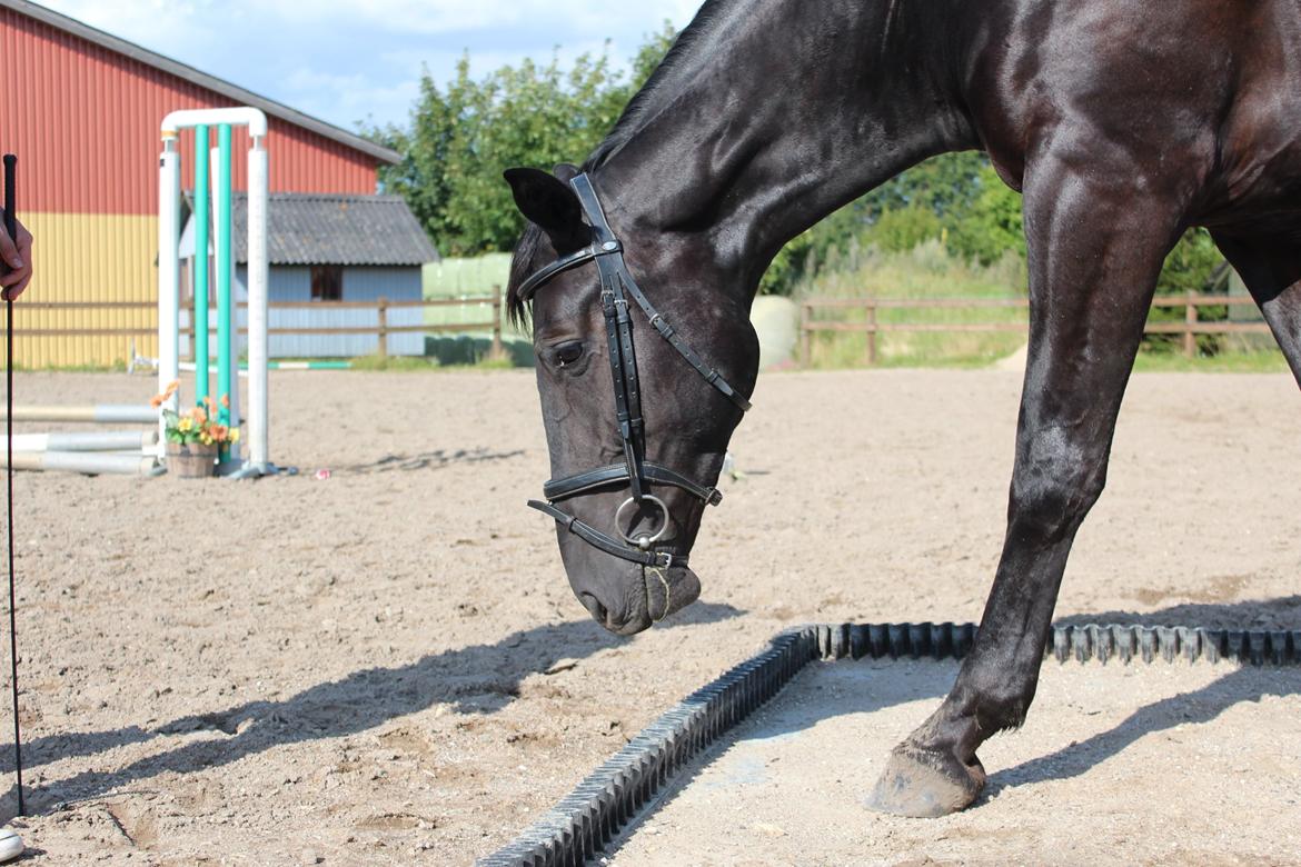 Oldenborg Sorél af Dano billede 1