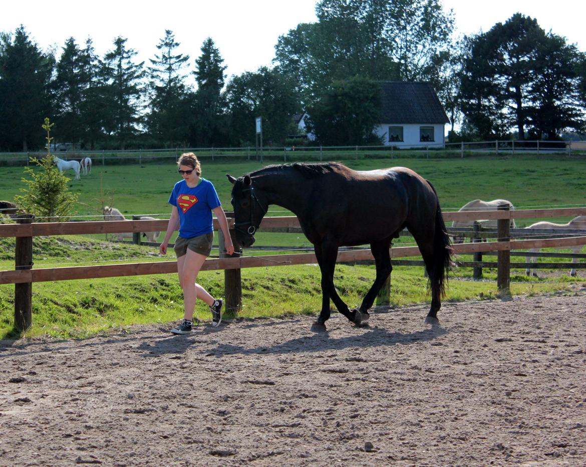 Oldenborg Sorél af Dano billede 12