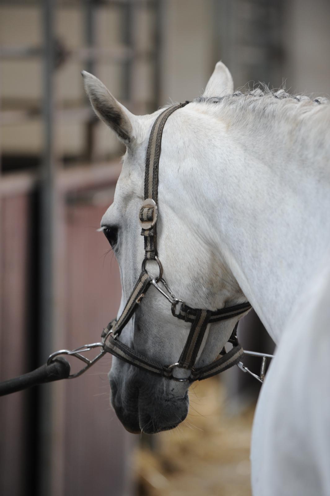 Anden særlig race Powergirl B-pony SOLGT - Til min konfirmation :) billede 19