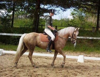 Hollandsk Sportspony Elsa (Eliza) - Lånepony - Rikke der rider Eliza fint! <3 Jeg har lånt billederne af hende;) billede 12