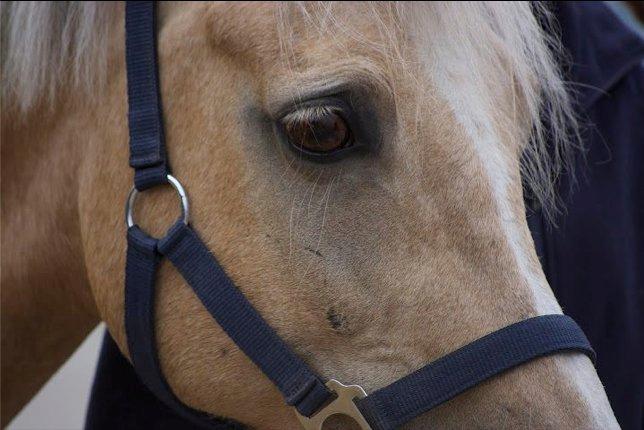 Hollandsk Sportspony Elsa (Eliza) - Lånepony billede 1