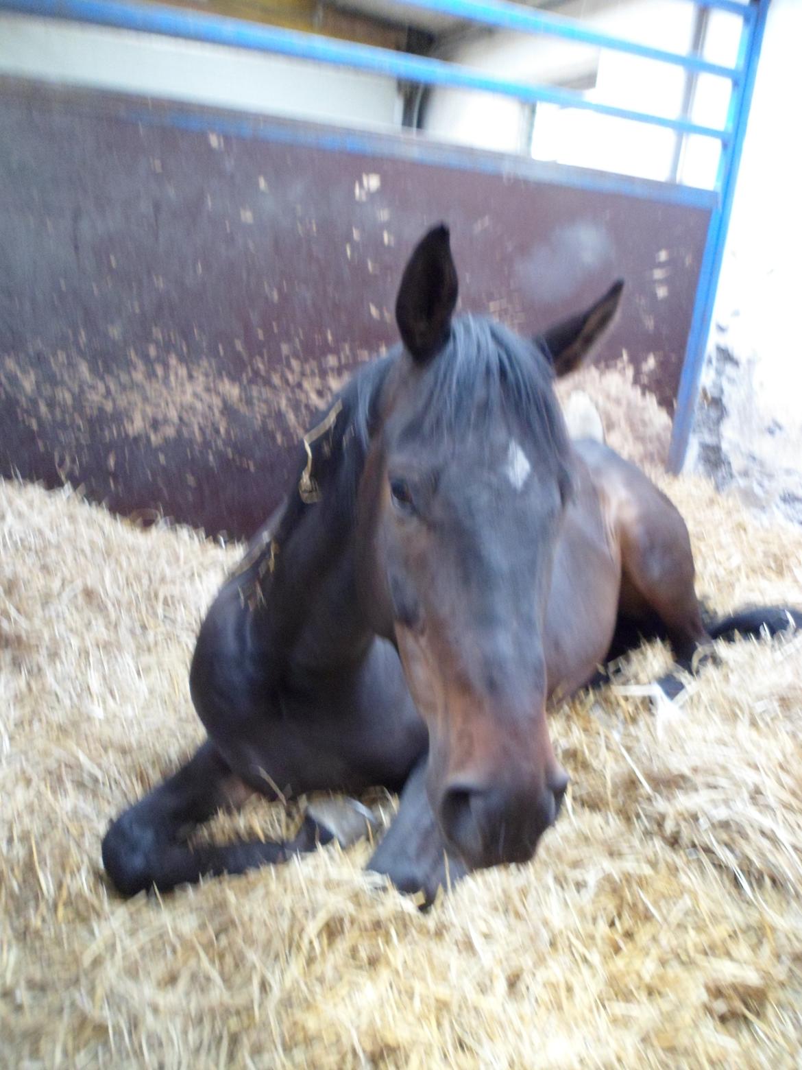 Trakehner Lord Silas - Heeeeeeeeeeeeej Emma billede 12
