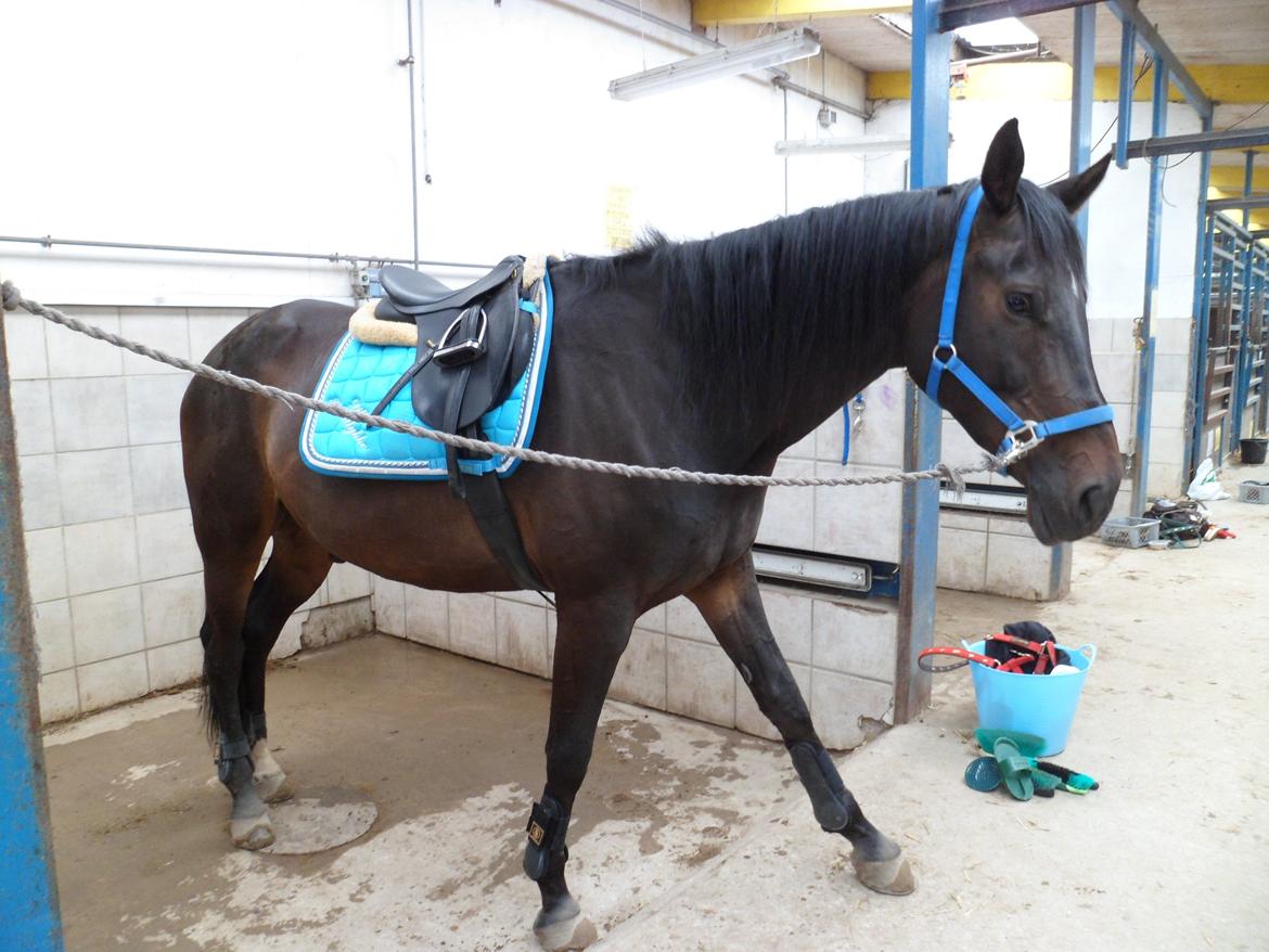 Trakehner Lord Silas - Kooom nu Emma, jeg gider ikke at vente mere :) billede 15