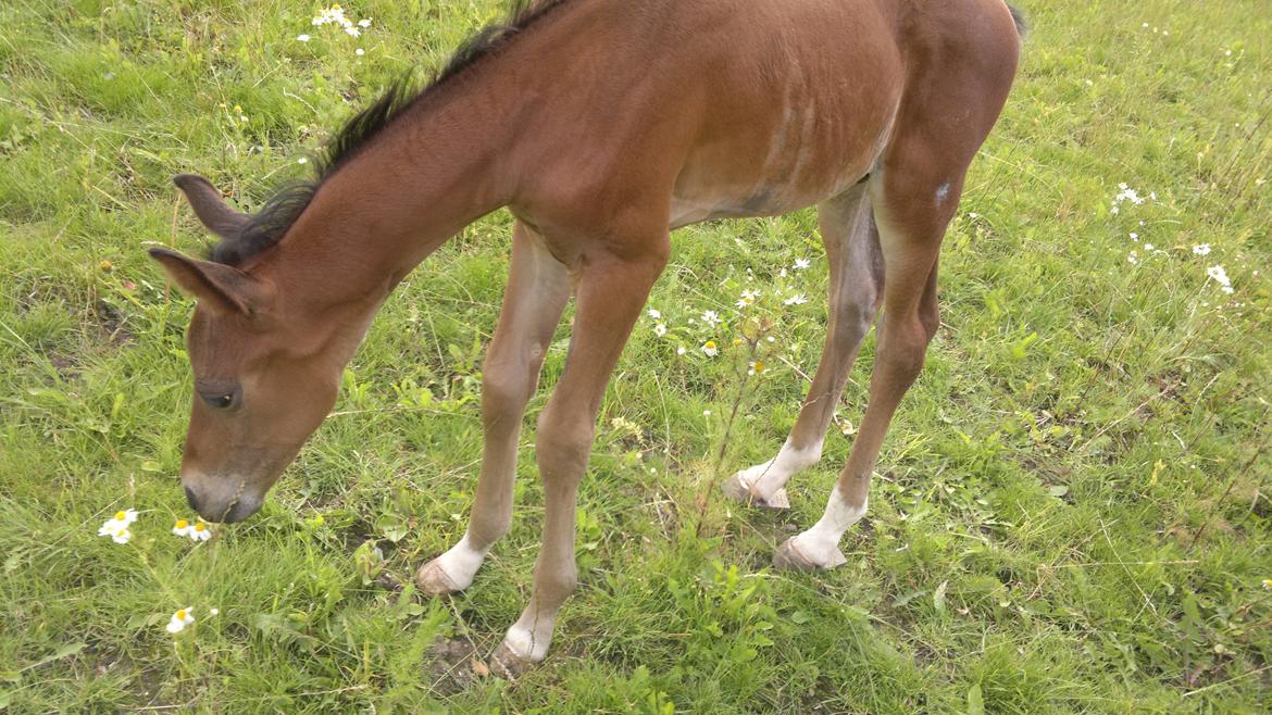 Hannoveraner Fürst Fernando billede 8