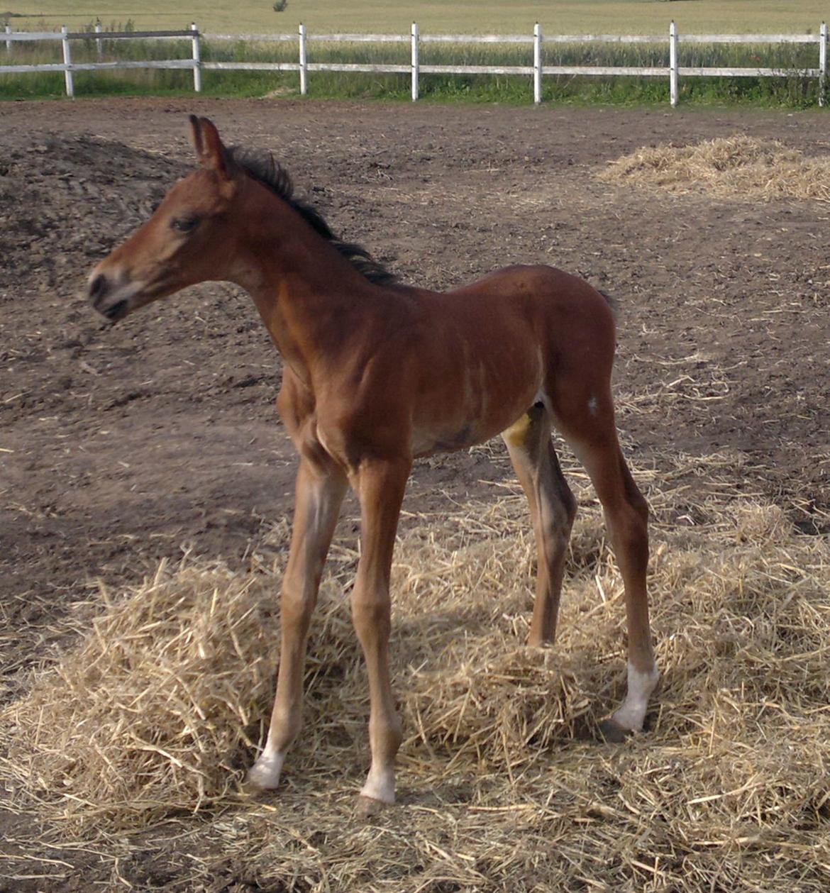 Hannoveraner Fürst Fernando - Fernando knap 4 uger gammel billede 1