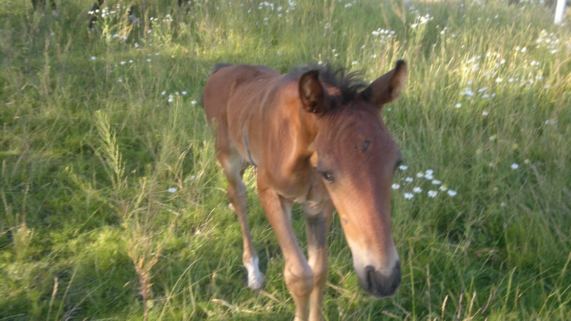 Hannoveraner Fürst Fernando billede 9