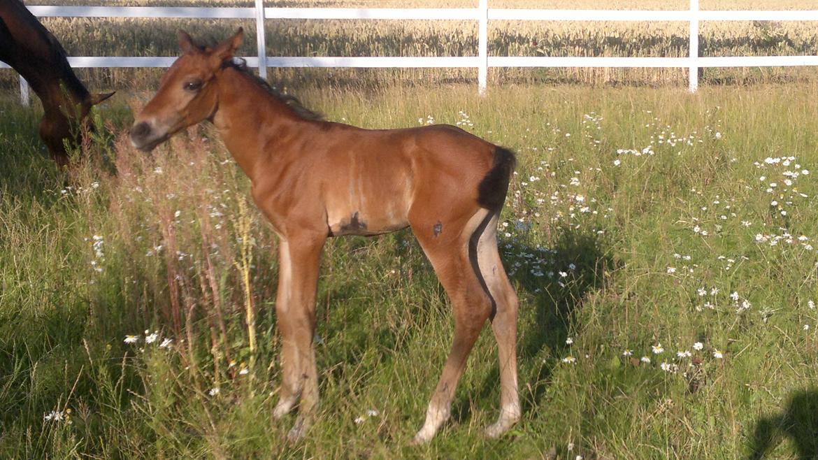Hannoveraner Fürst Fernando billede 10