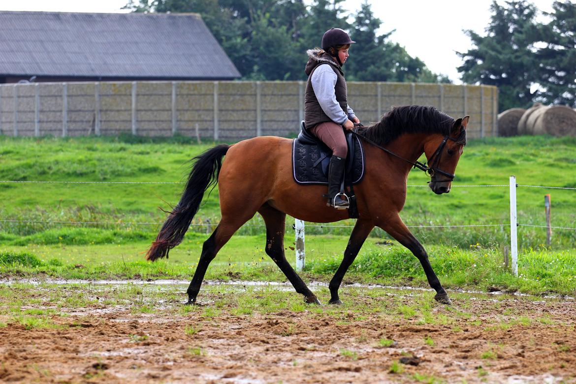 Dansk Varmblod Kraglunds Rosianna [ Tidl.LÅNEHEST] SOLGT!  billede 10