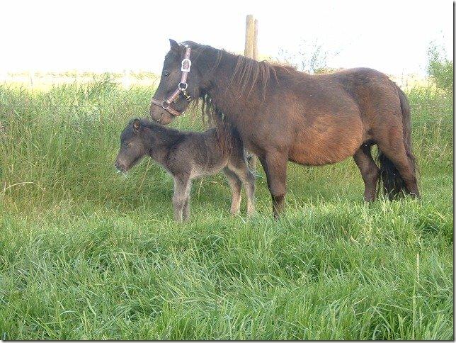 Shetlænder **Sonny** - Nue! Sonny som føl, og hans mor Hesseldals Picoline:-)<3 billede 14