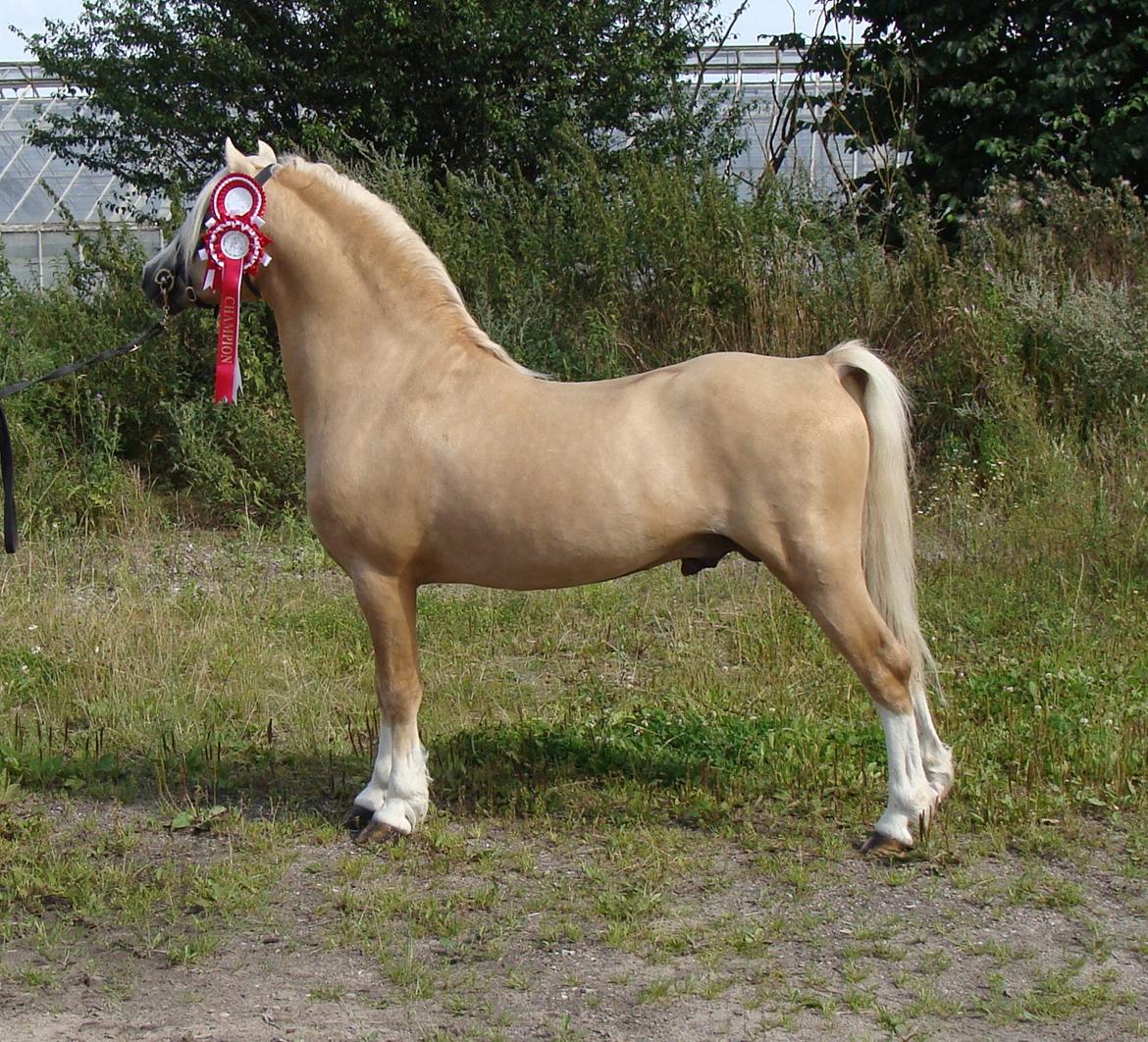 Welsh Mountain (sec A) Rhyd-y-felin Saracen billede 5
